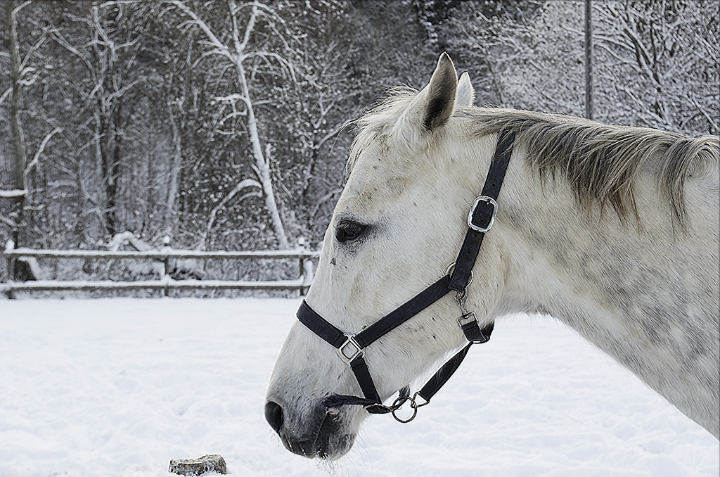 Snow And Horses, Digital Photography, 2016 Tiina Alvesalo